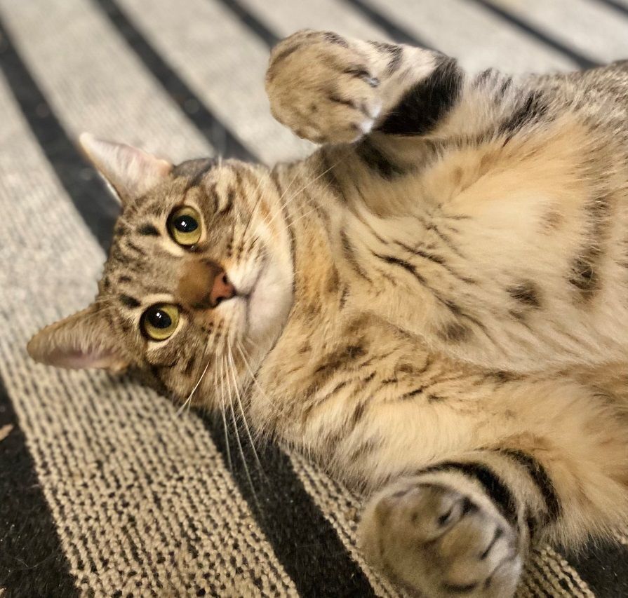 Enlarge Sky, a Adoptable Domestic Short Hair in Midway City, CA image 2/13