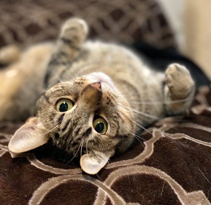 Enlarge Sky, a Adoptable Domestic Short Hair in Midway City, CA image 3/13