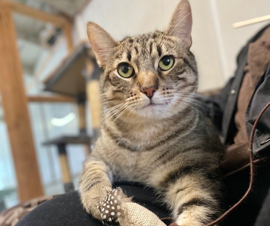 Enlarge Sky, a Adoptable Domestic Short Hair in Midway City, CA image 4/13