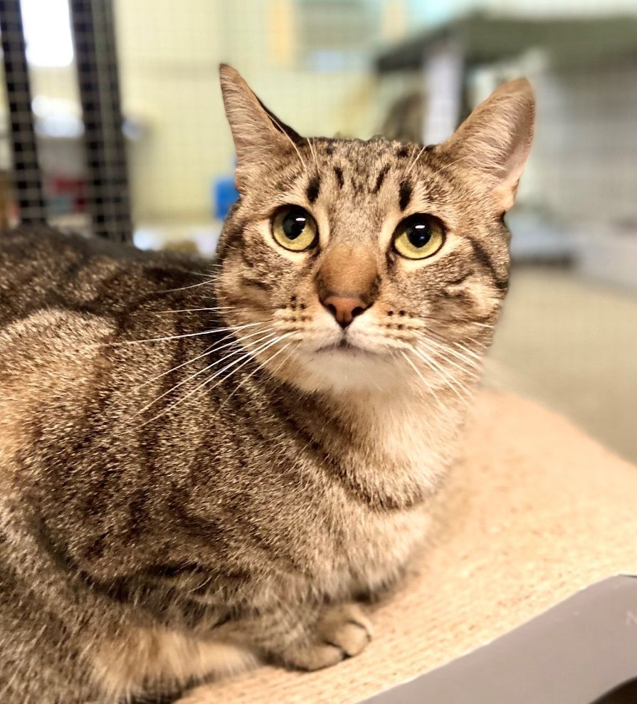Enlarge Sky, a Adoptable Domestic Short Hair in Midway City, CA image 5/13