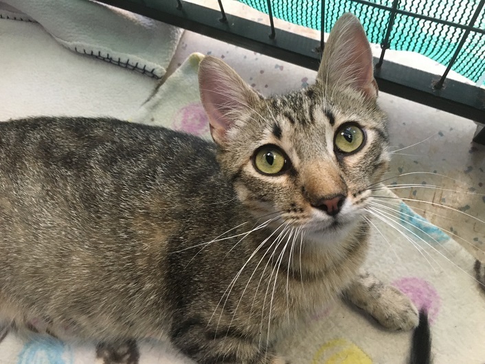 Enlarge Sky, a Adoptable Domestic Short Hair in Midway City, CA image 6/13