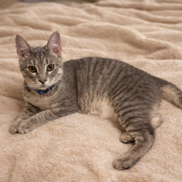 Enlarge Jag, a ADOPTABLE Domestic Short Hair in Hudson, WI image 1/4