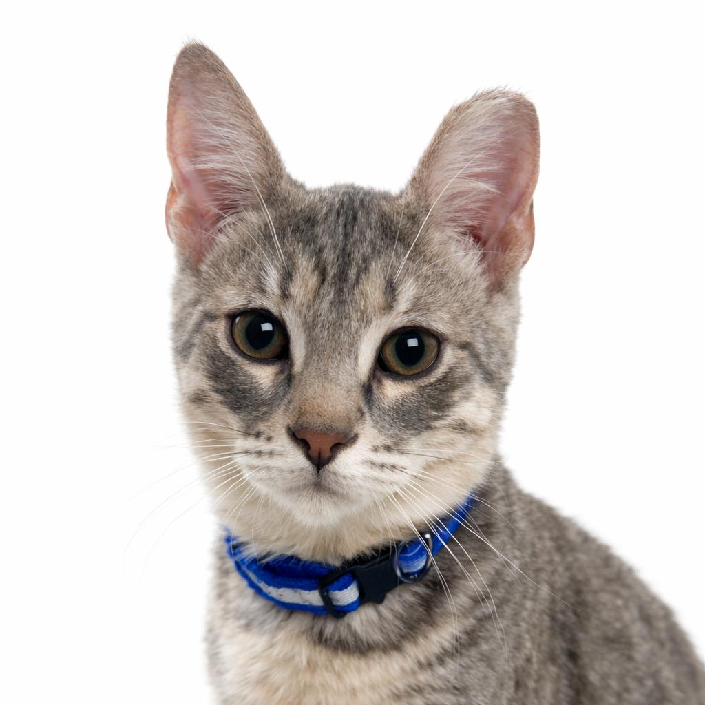 Enlarge Jag, a ADOPTABLE Domestic Short Hair in Hudson, WI image 3/4