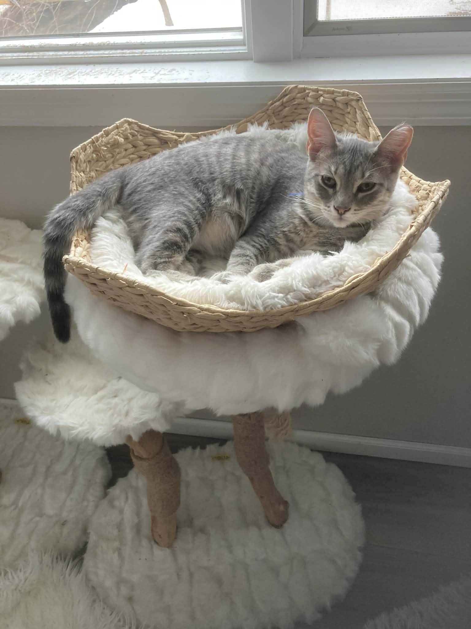 Jag, ADOPTABLE, Young Male Domestic Short Hair.