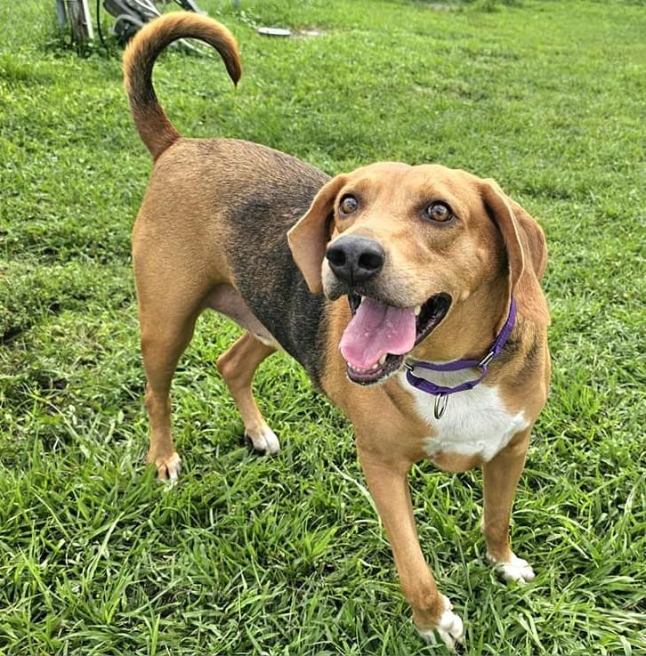 Enlarge Champ, a Adoptable Foxhound in Fort Myers, FL image 2/6