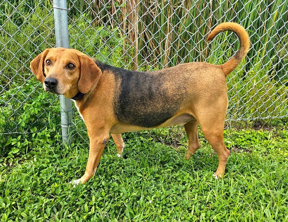 Enlarge Champ, a Adoptable Foxhound in Fort Myers, FL image 3/6