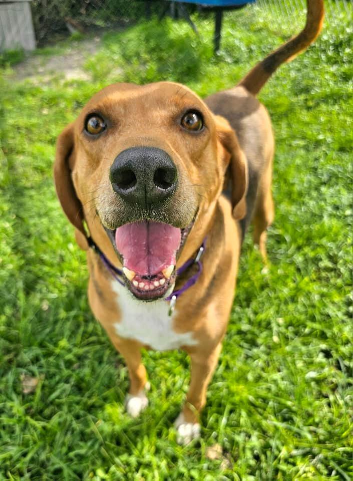 Enlarge Champ, a Adoptable Foxhound in Fort Myers, FL image 4/6