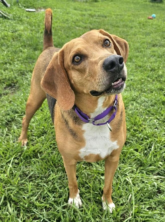 Enlarge Champ, a Adoptable Foxhound in Fort Myers, FL image 5/6