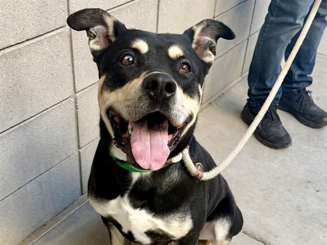 Enlarge BRIOCHE, a Adoptable mixed breed in Mesa, AZ image 1/1