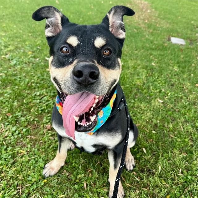 BRIOCHE, Adoptable, Adult Male Rottweiler & American Staffordshire Terrier.