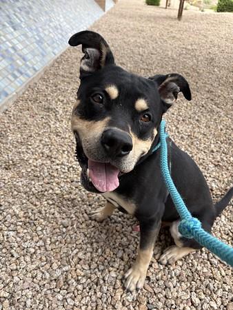 BRIOCHE, Adoptable, Adult Male Rottweiler & American Staffordshire Terrier.