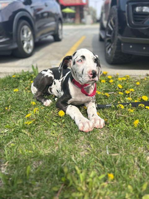 Joline, Adopted, Puppy Female Great Dane.