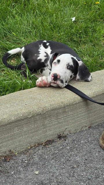 Enlarge Joline, a Adopted Great Dane in Chambersburg, PA image 3/3