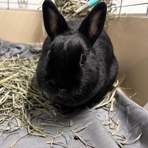 Enlarge Raven, a ADOPTABLE Mini Rex in Prince Frederick, MD image 4/4