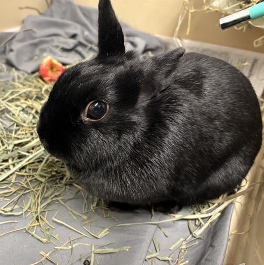 Enlarge Raven, a ADOPTABLE Mini Rex in Prince Frederick, MD image 2/4