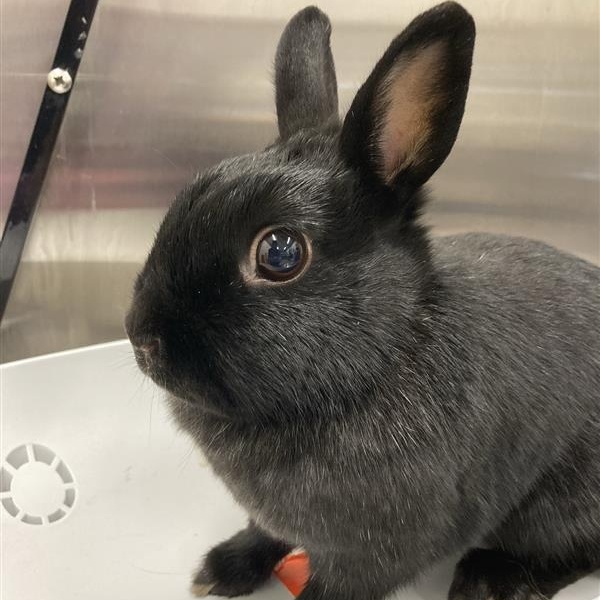 Raven, ADOPTABLE, Adult Female Mini Rex.