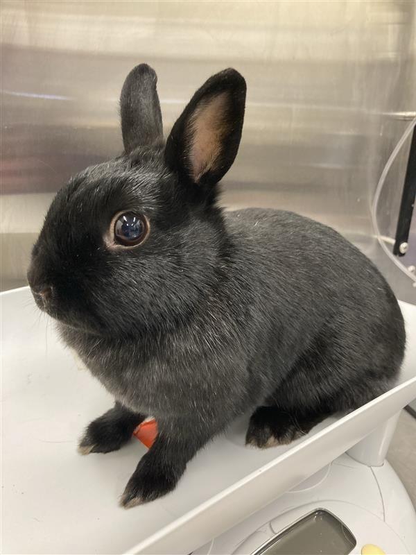 Enlarge Raven, a ADOPTABLE Mini Rex in Prince Frederick, MD image 3/4