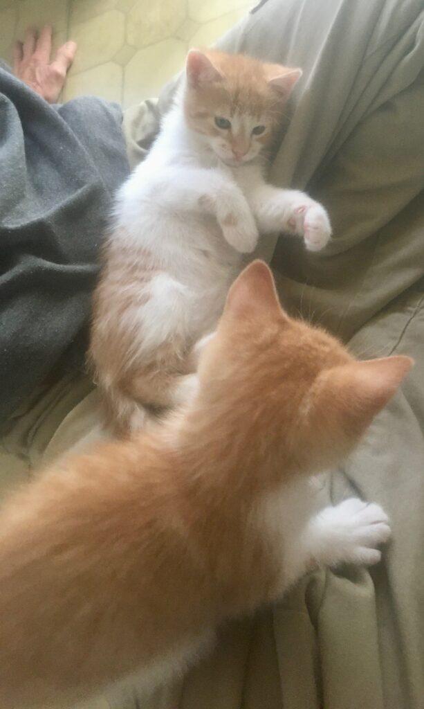 Enlarge Timmy & Tommy, a Adoptable American Shorthair in Medford, MA image 3/3