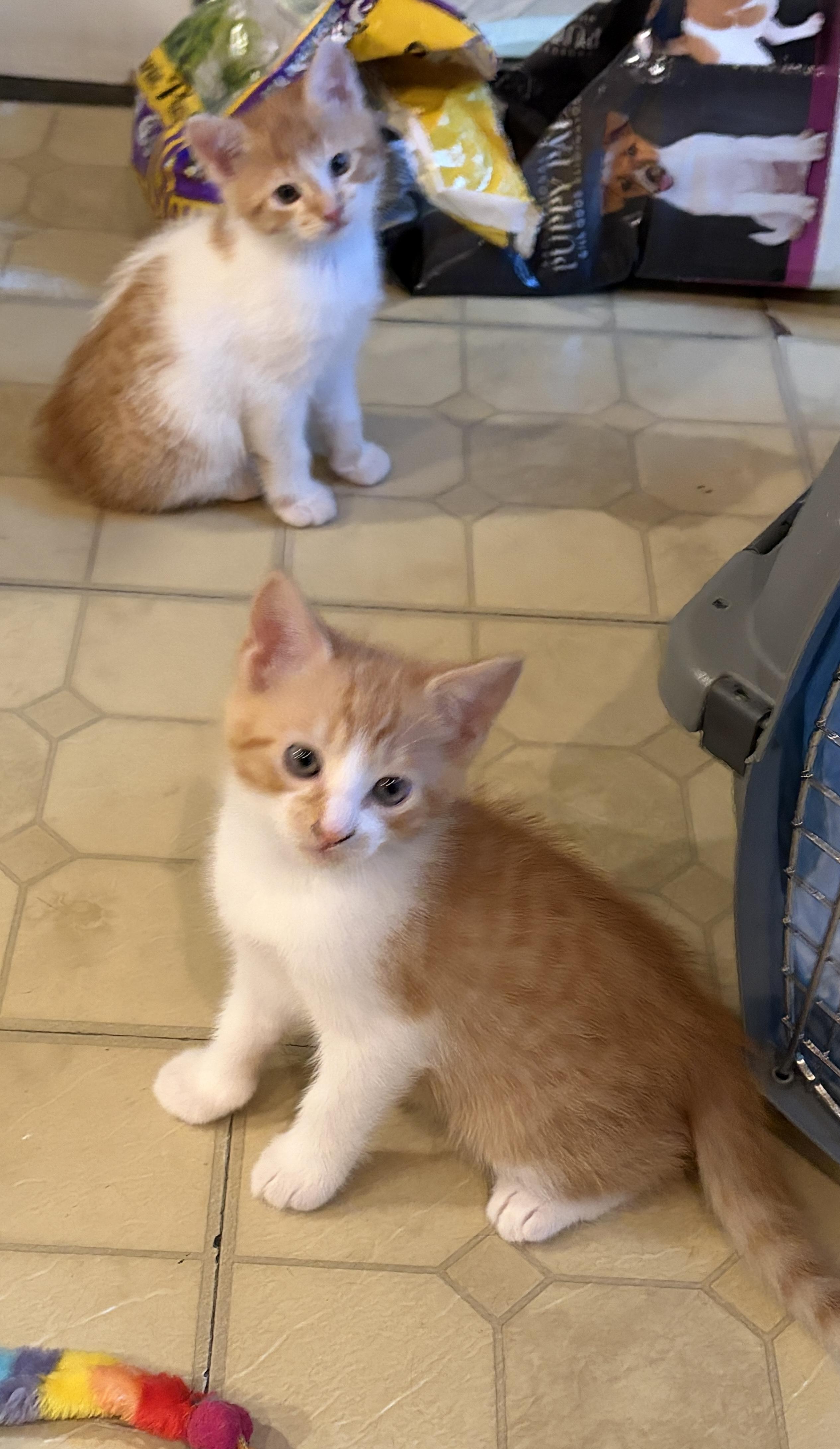 Enlarge Timmy & Tommy, a Adoptable American Shorthair in Medford, MA image 1/3