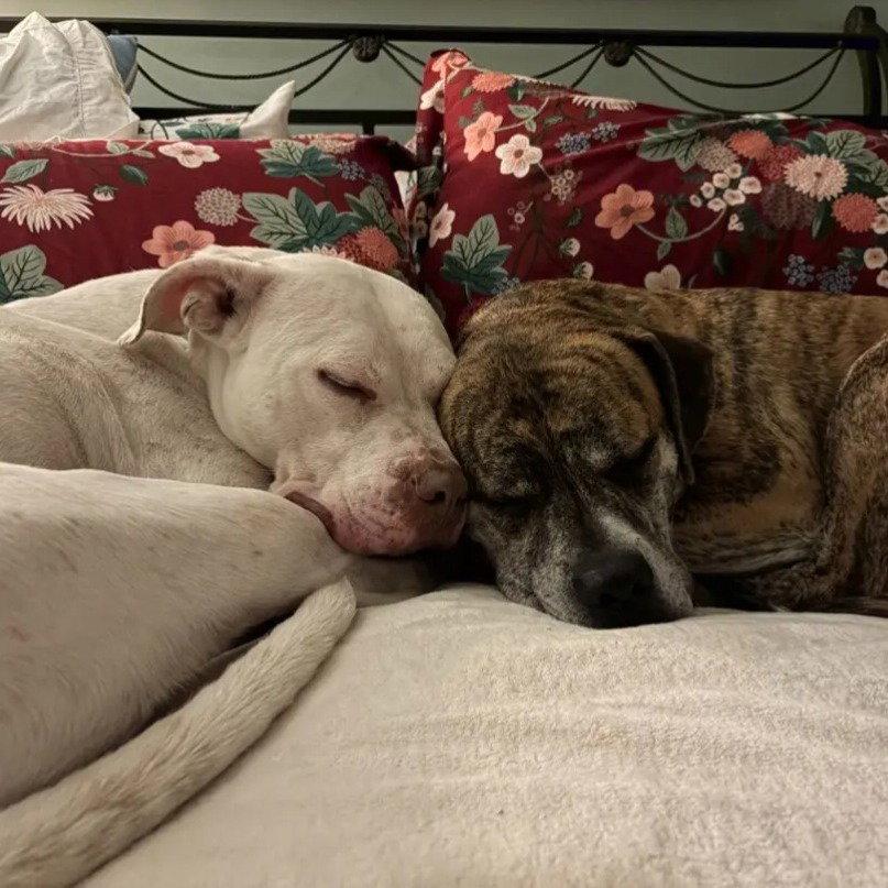 Snow, Adoptable, Young Female American Staffordshire Terrier & Pit Bull Terrier.