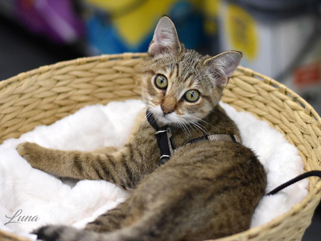 Enlarge Luna, a Adoptable Domestic Short Hair in Montgomery, TX image 1/3