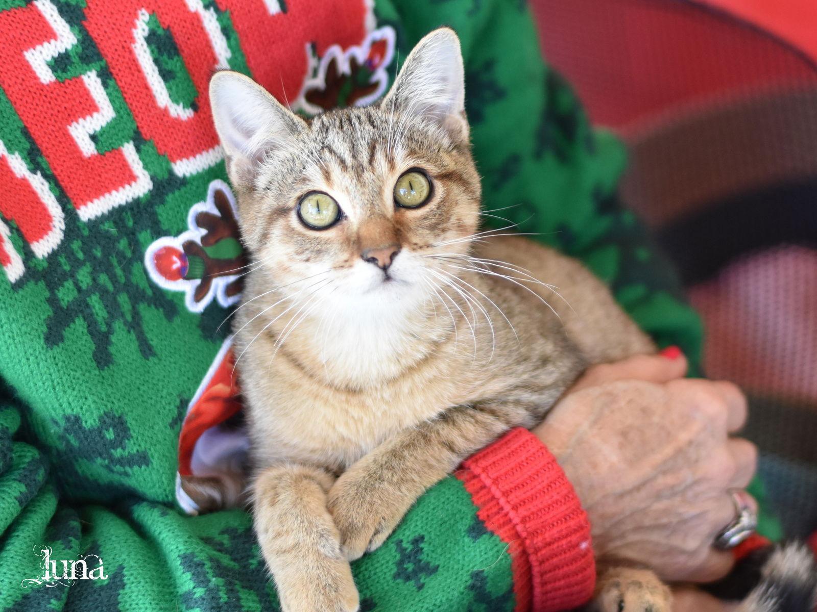 Enlarge Luna, a Adoptable Domestic Short Hair in Montgomery, TX image 2/3