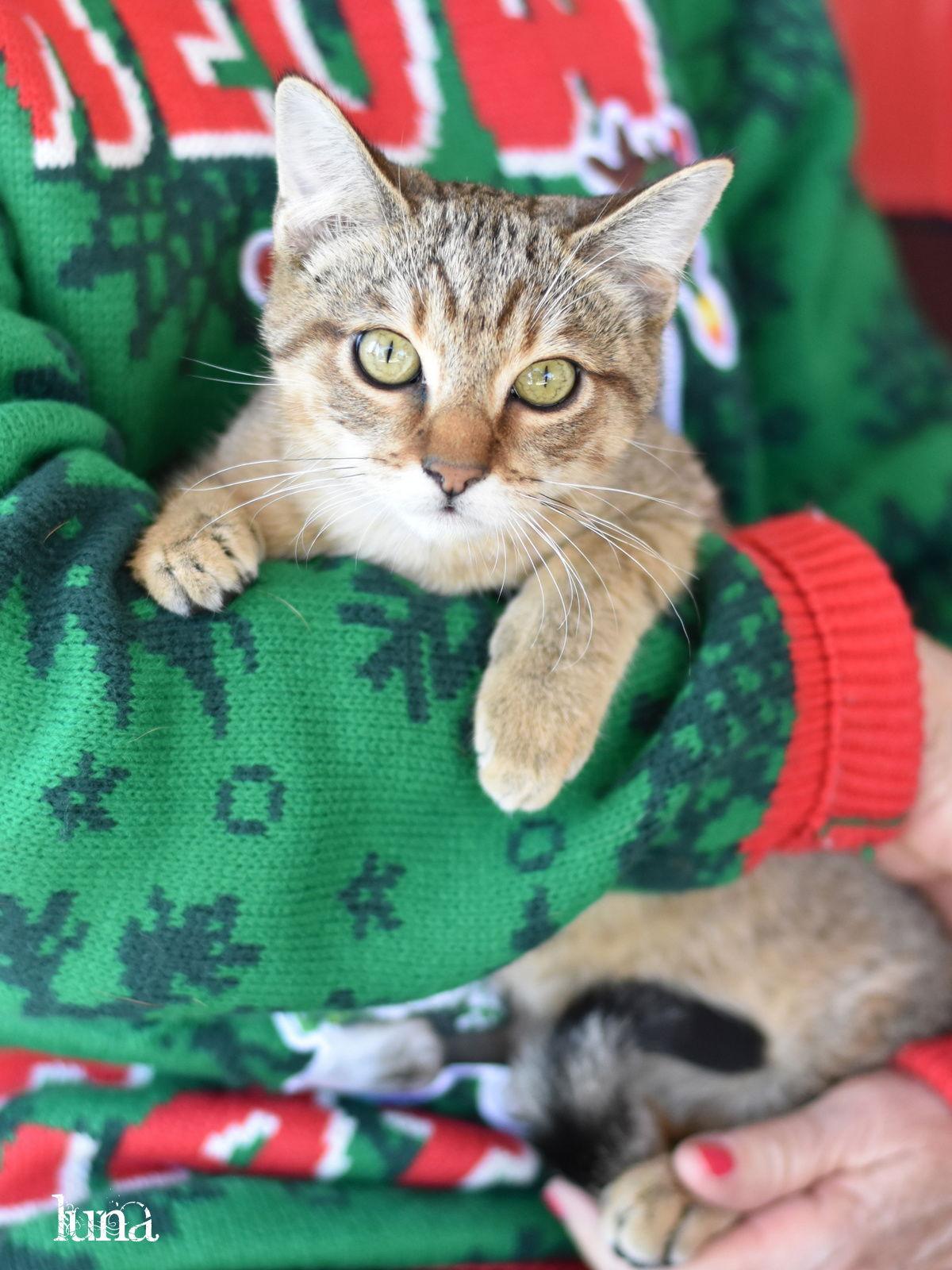 Enlarge Luna, a Adoptable Domestic Short Hair in Montgomery, TX image 3/3