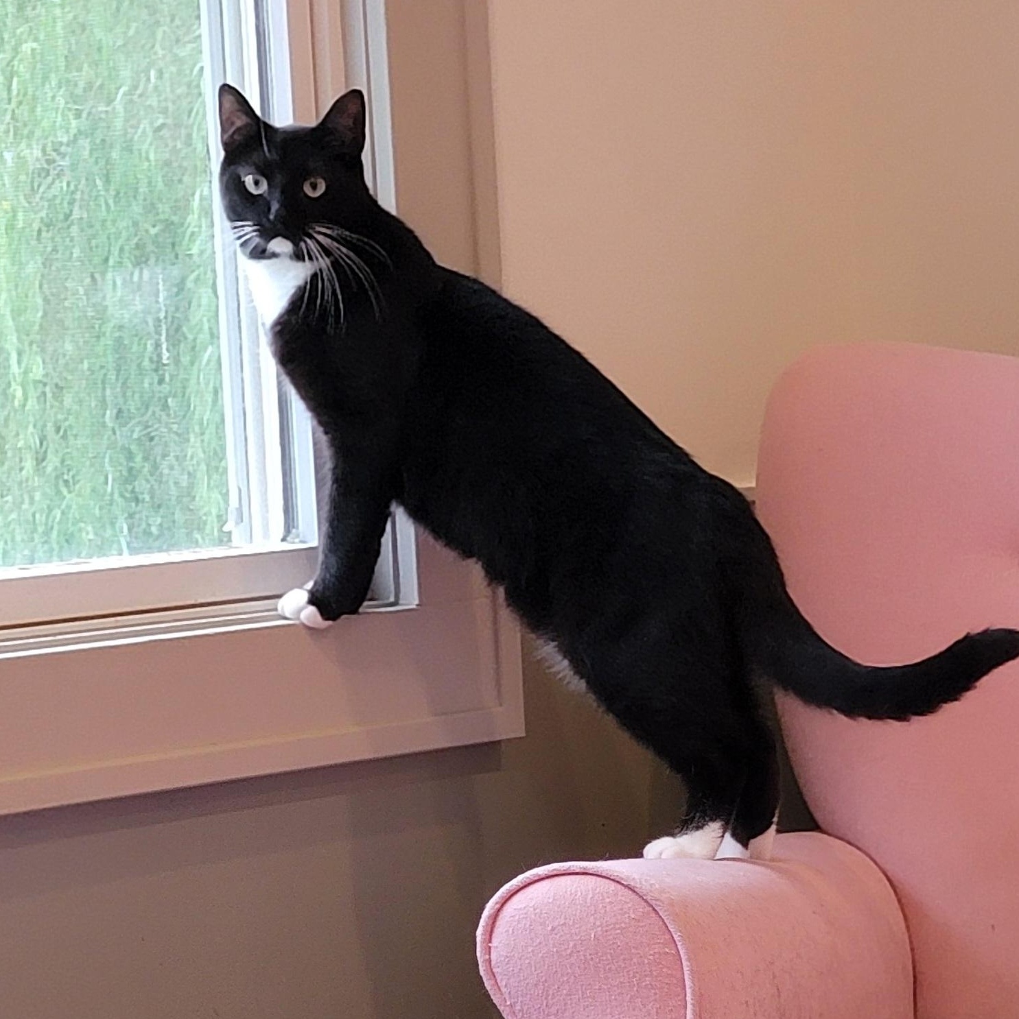 Ricky, a Adoptable mixed breed in Wyandotte, MI image 5/6