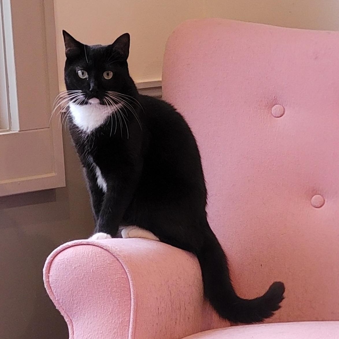 Ricky, Adoptable, Adult Male Domestic Short Hair.