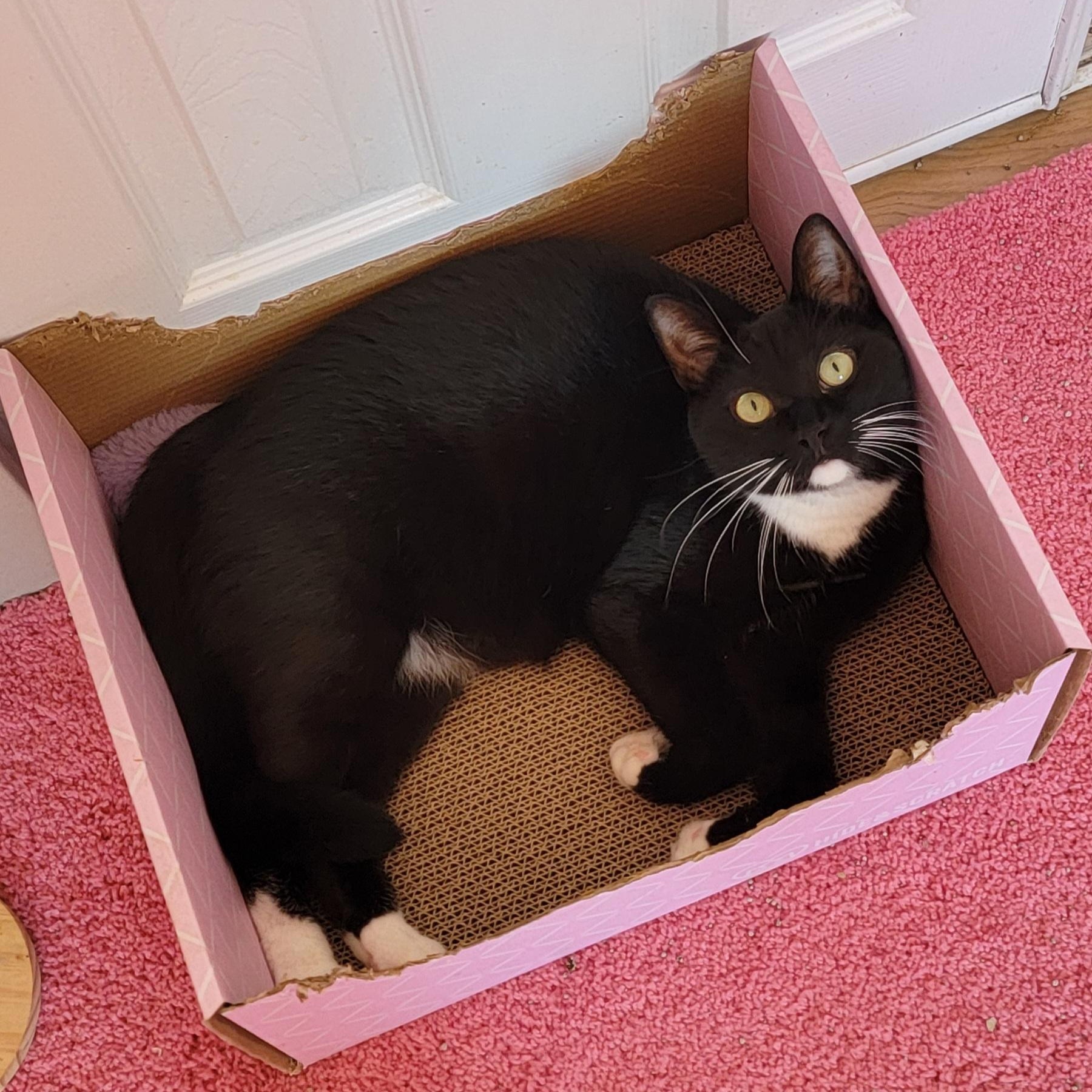 Ricky, a Adoptable mixed breed in Wyandotte, MI image 2/6