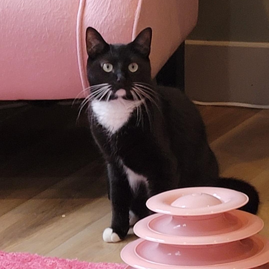 Ricky, a Adoptable mixed breed in Wyandotte, MI image 6/6