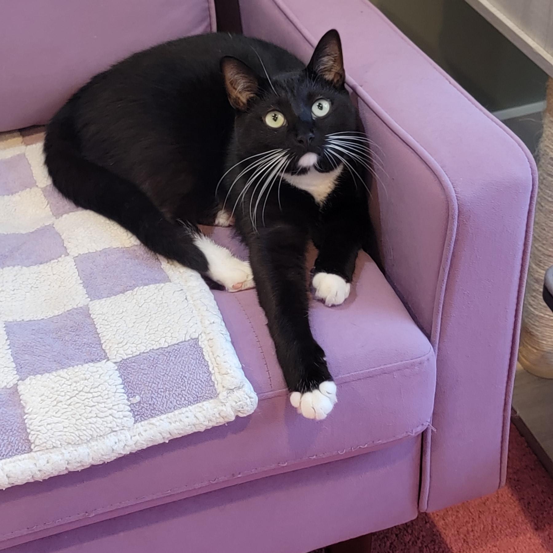 Ricky, a Adoptable mixed breed in Wyandotte, MI image 3/6