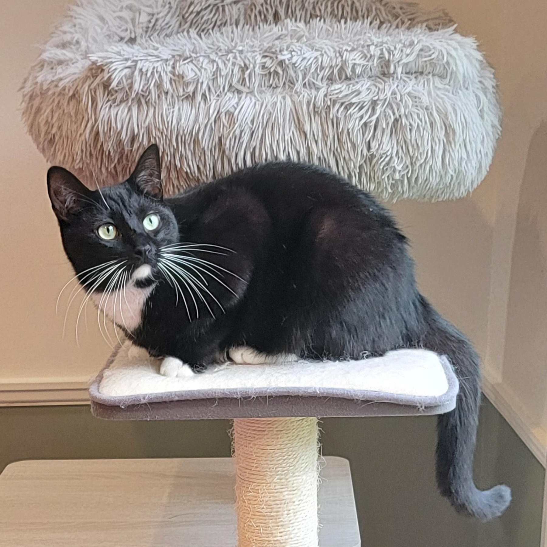 Ricky, a Adoptable mixed breed in Wyandotte, MI image 4/6