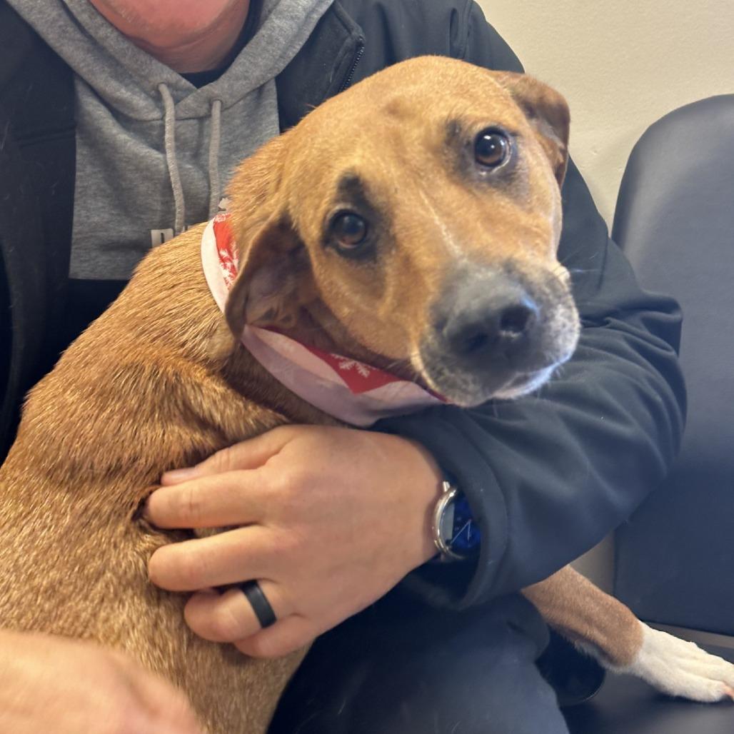 Penelope, Adoptable, Young Female Mixed Breed.