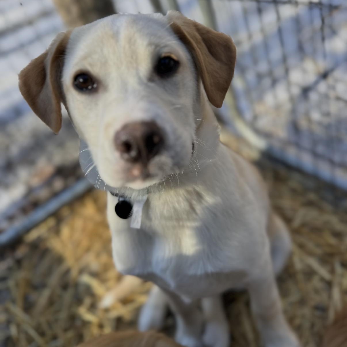 Valentine, ADOPTABLE, Puppy Male Yellow Labrador Retriever.