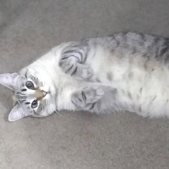 Enlarge Minnie Pearl, a Adoptable Siamese in Waynesboro, VA image 1/6