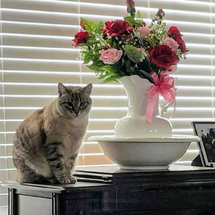 Enlarge Minnie Pearl, a Adoptable Siamese in Waynesboro, VA image 2/6