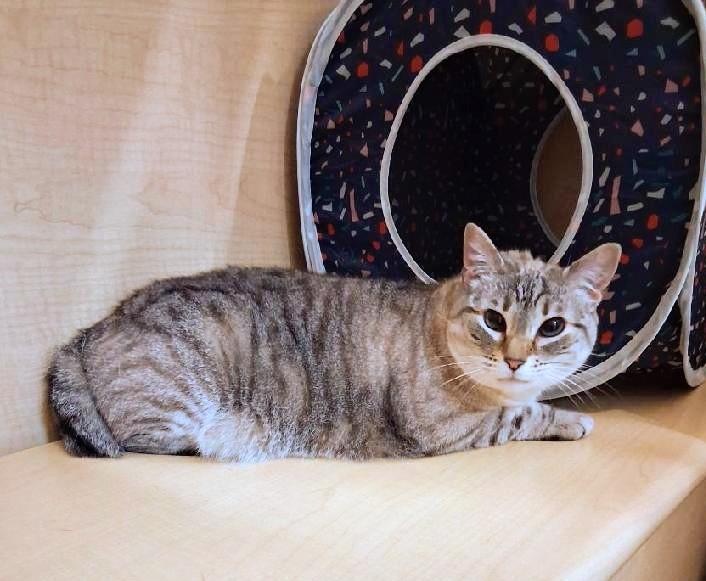 Enlarge Minnie Pearl, a Adoptable Siamese in Waynesboro, VA image 6/6