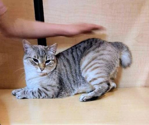 Enlarge Minnie Pearl, a Adoptable Siamese in Waynesboro, VA image 3/6