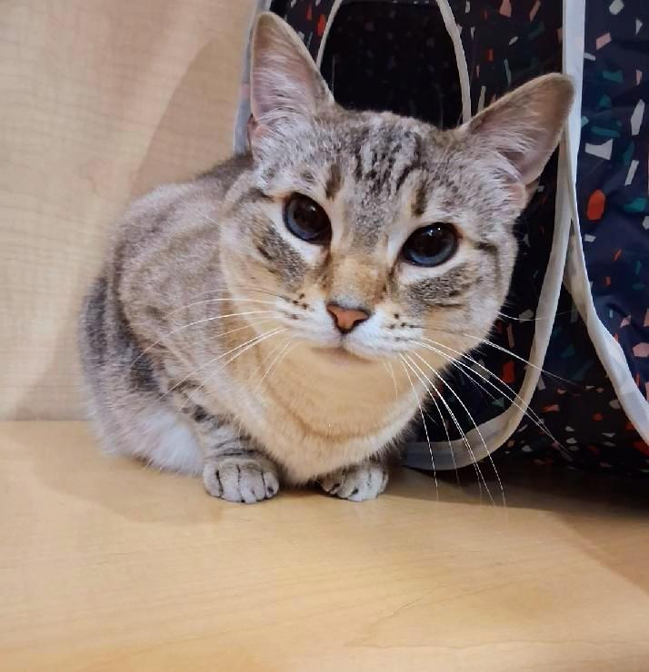 Enlarge Minnie Pearl, a Adoptable Siamese in Waynesboro, VA image 4/6