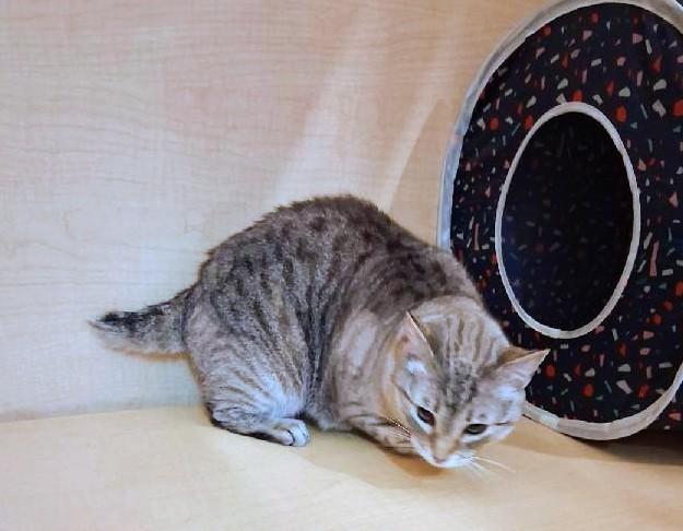 Enlarge Minnie Pearl, a Adoptable Siamese in Waynesboro, VA image 5/6