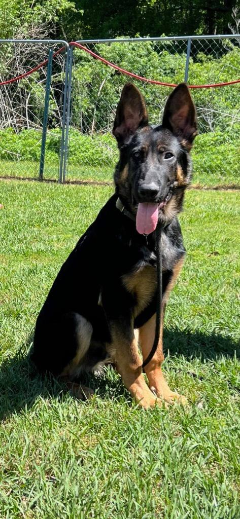 Milo, Adoptable, Young Male German Shepherd Dog.