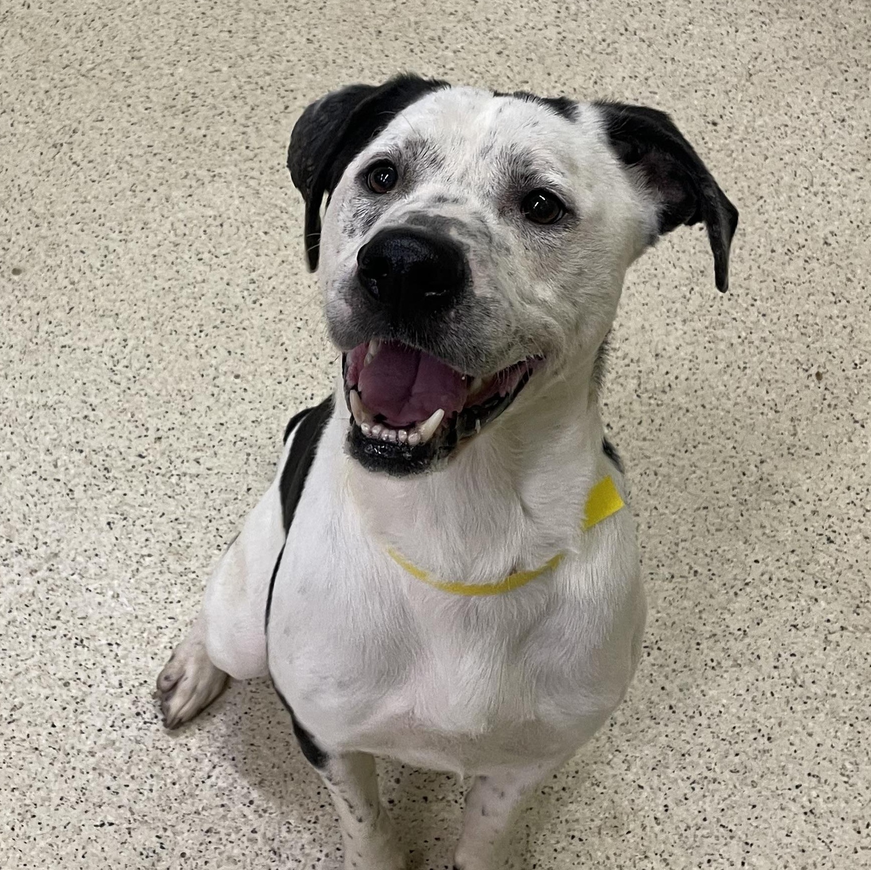 Pongo, a ADOPTABLE mixed breed in Muncie, IN image 4/6