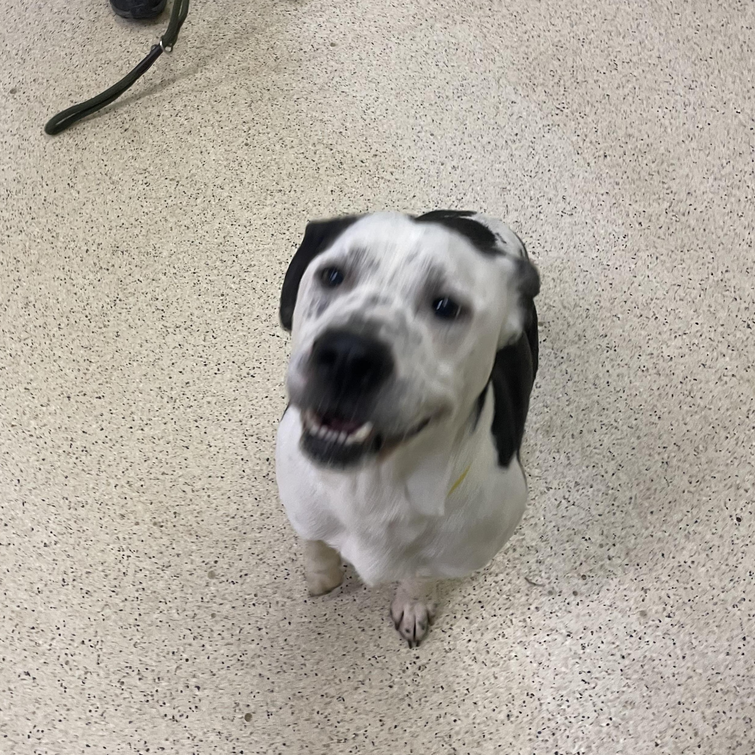 Pongo, a ADOPTABLE mixed breed in Muncie, IN image 3/6