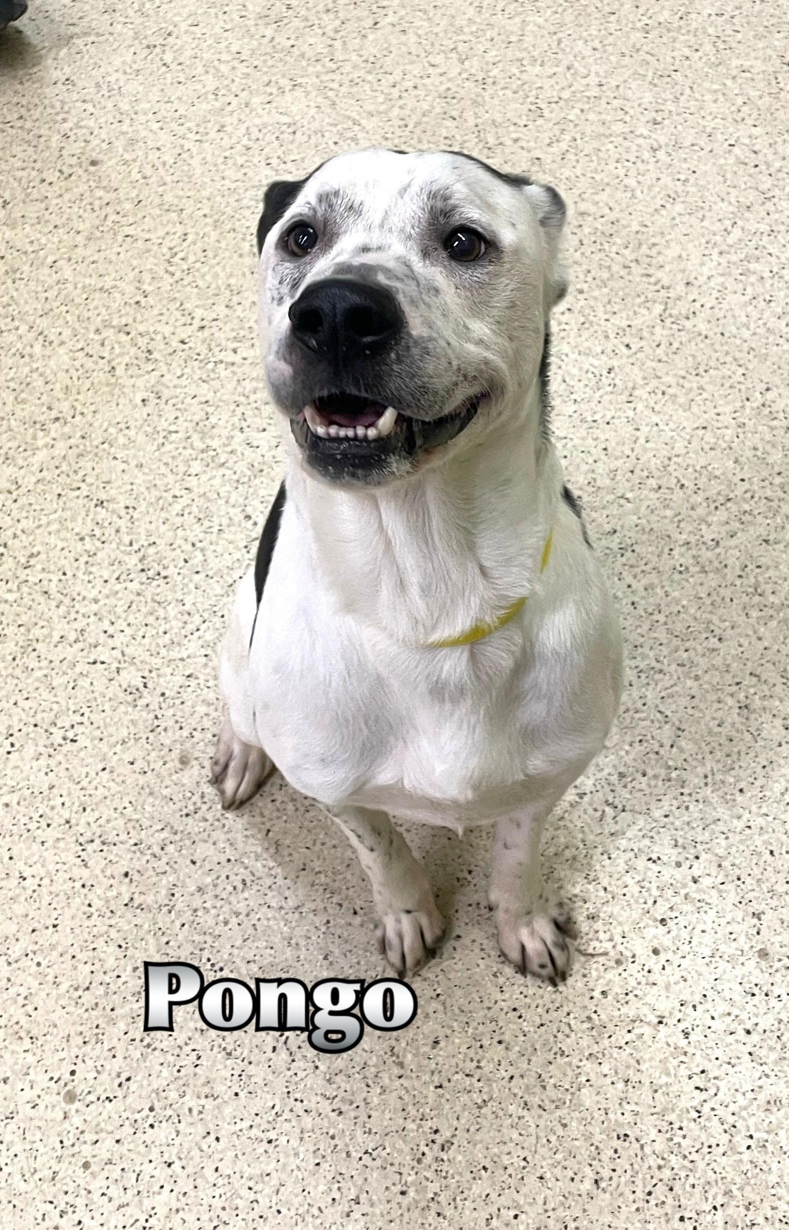 Pongo, a ADOPTABLE mixed breed in Muncie, IN image 1/6