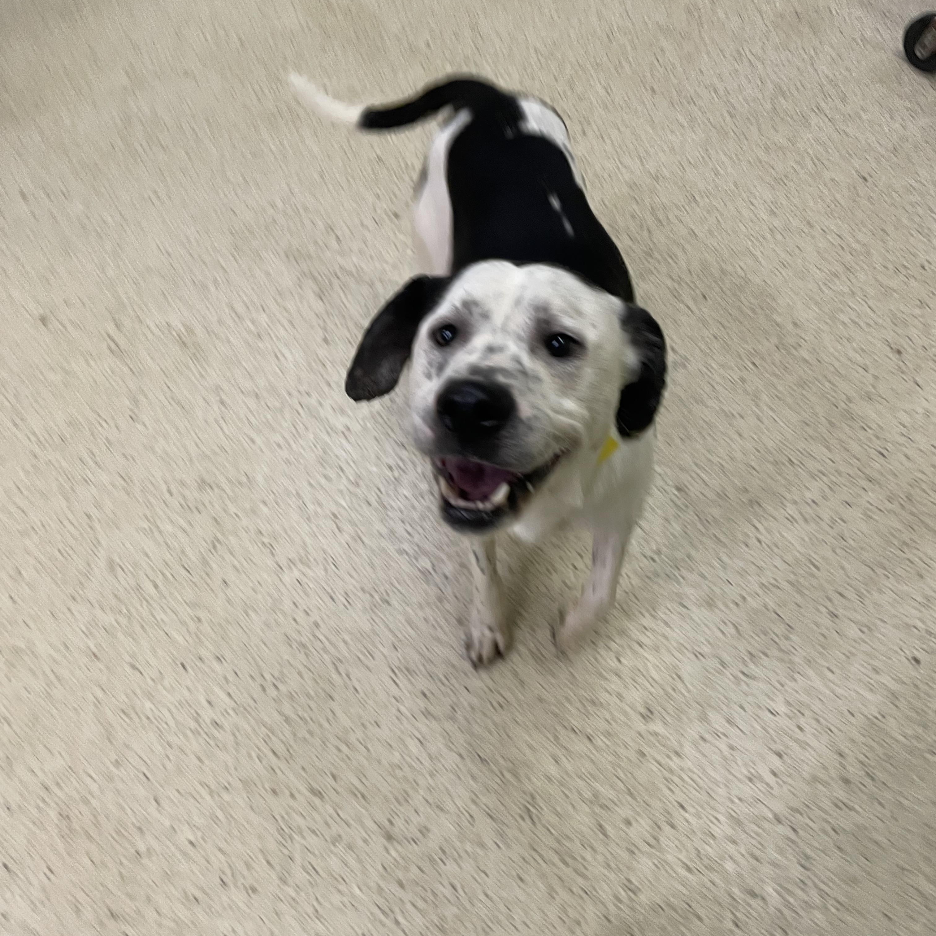 Pongo, a ADOPTABLE mixed breed in Muncie, IN image 6/6