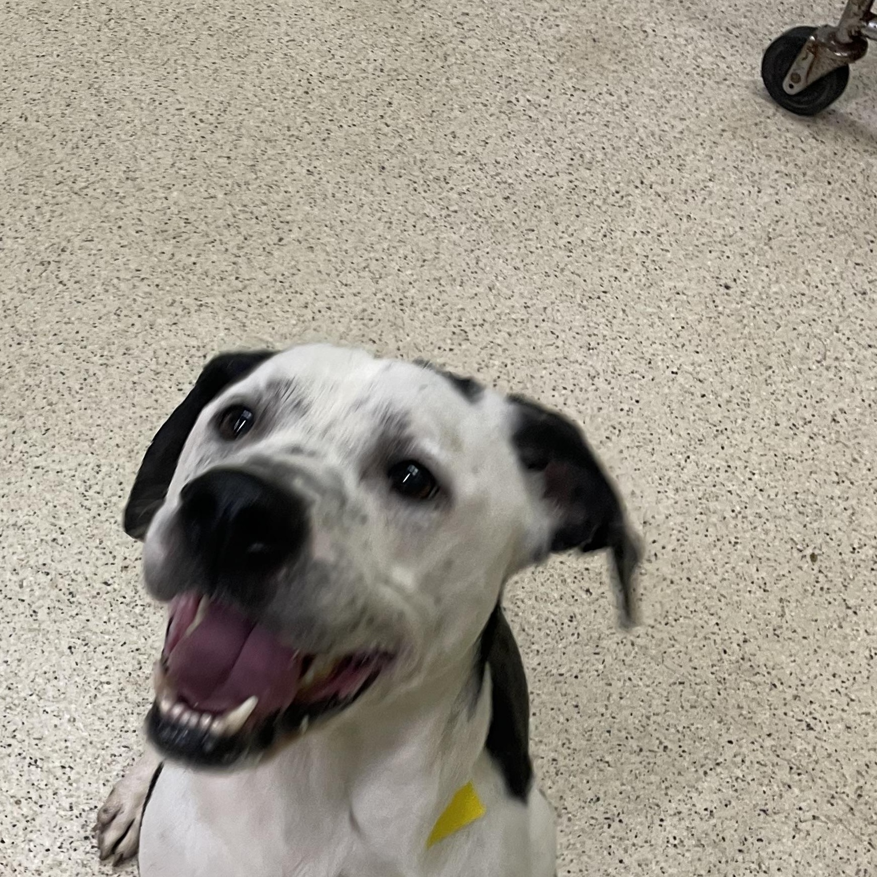 Pongo, a ADOPTABLE mixed breed in Muncie, IN image 5/6