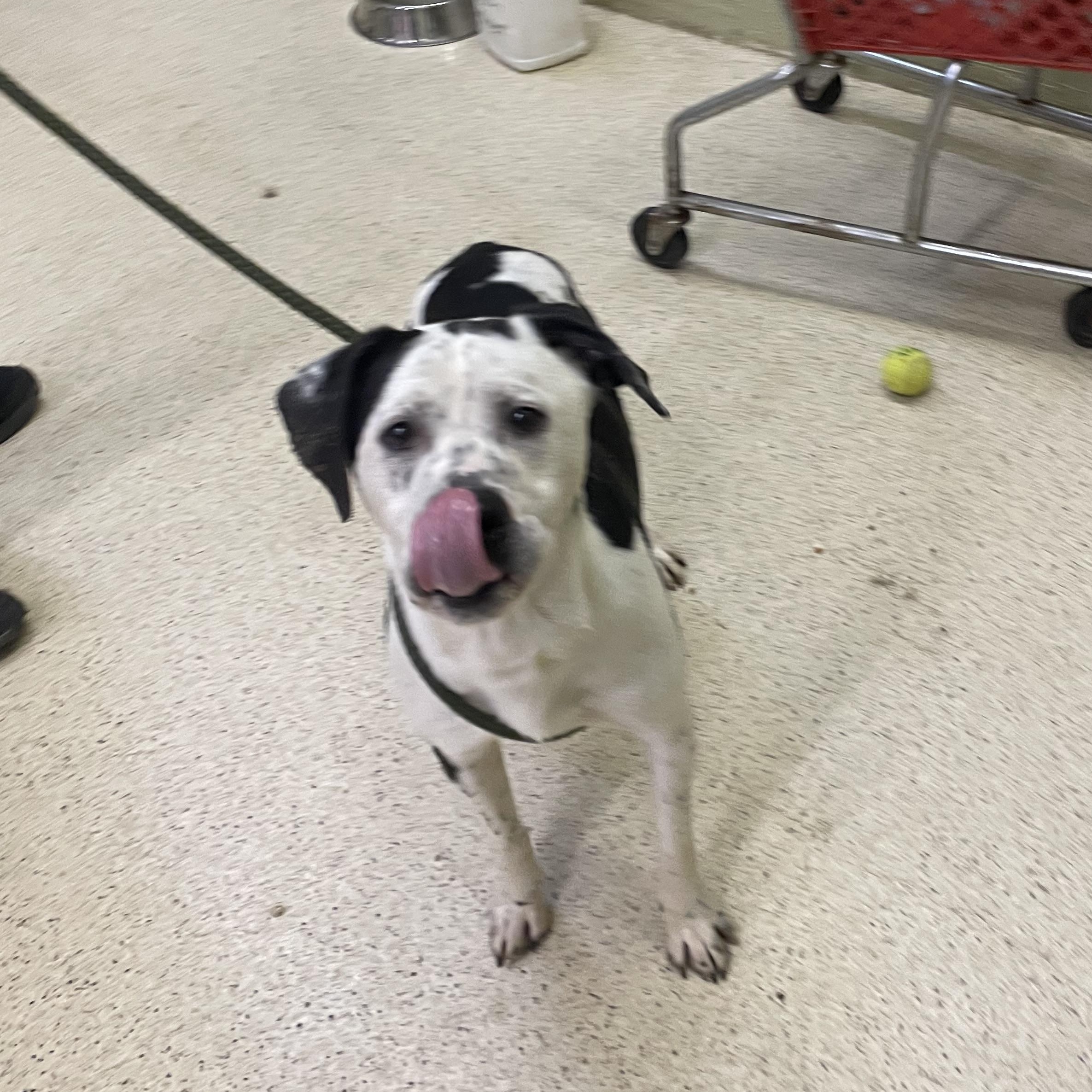 Pongo, a ADOPTABLE mixed breed in Muncie, IN image 2/6