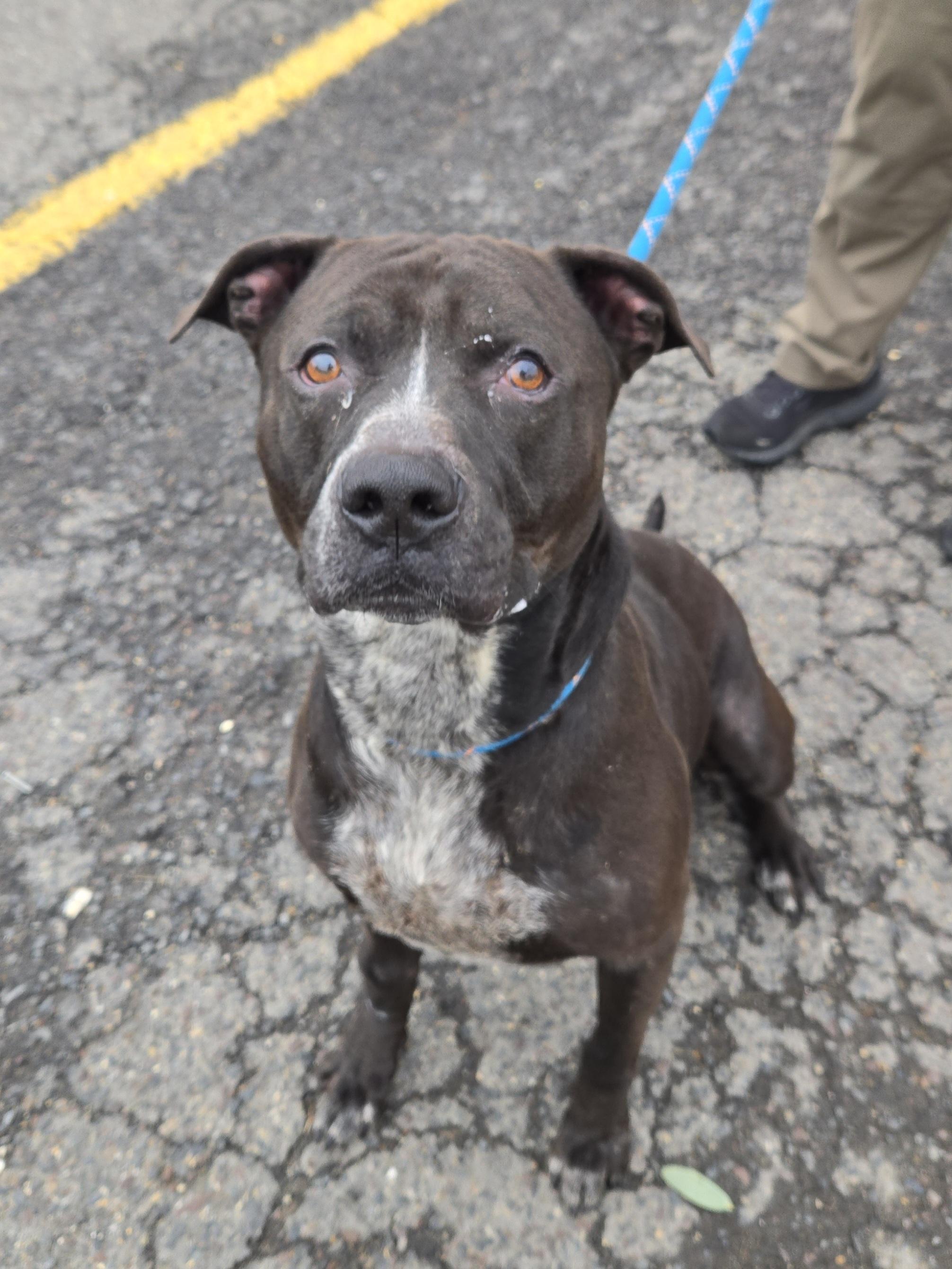 Jinx, Adoptable, Adult Male Pit Bull Terrier.