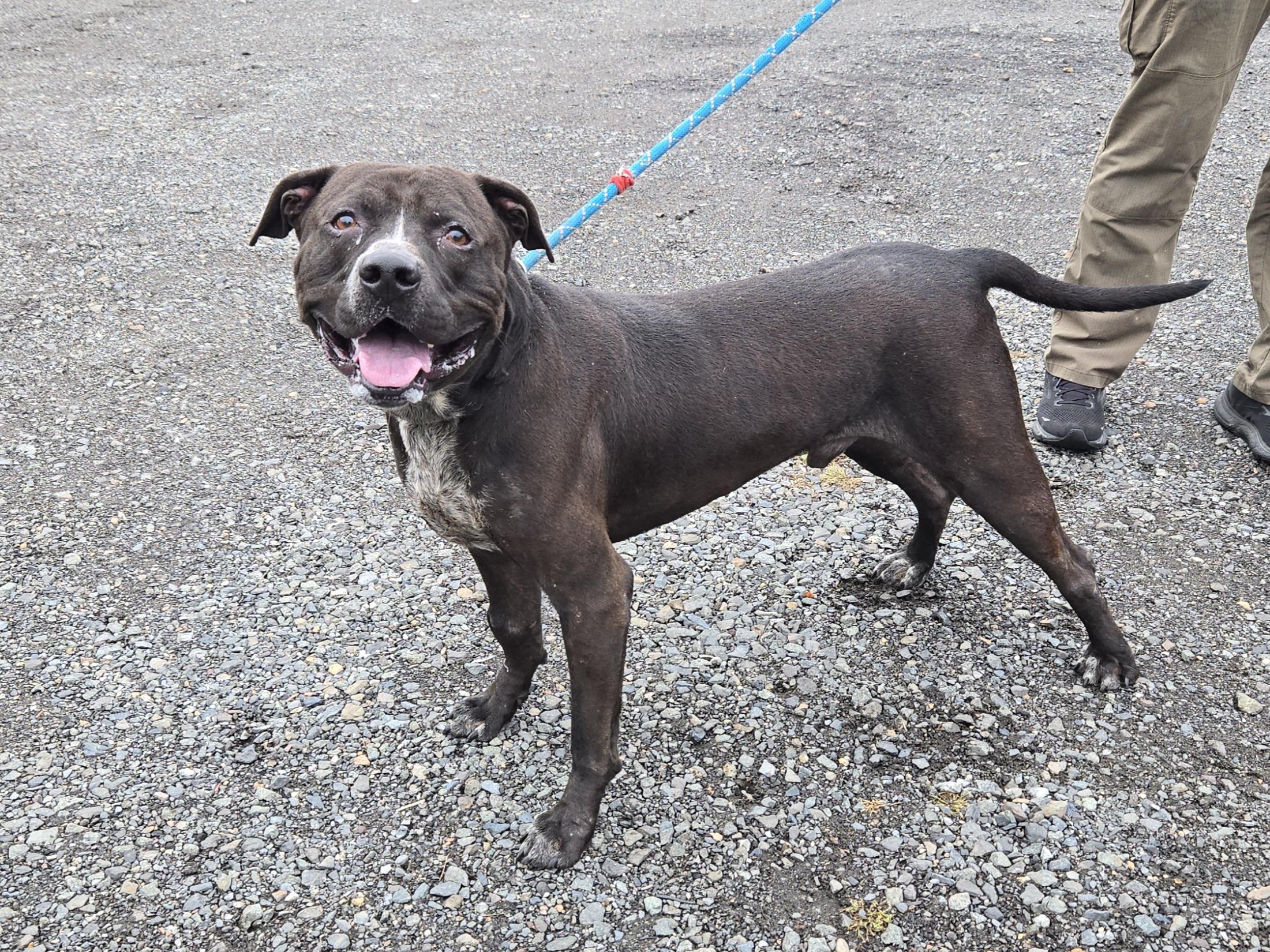 Enlarge Jinx, a other Pit Bull Terrier in Trenton, NJ image 2/3